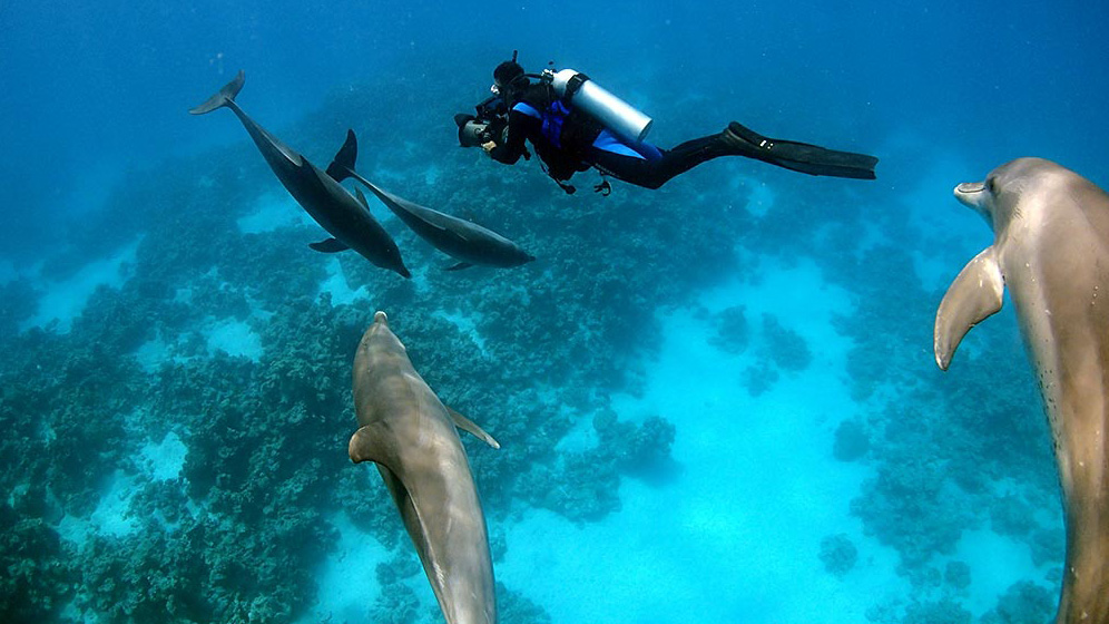 Unterwasser zeitlupen kamera Delfine - Dr Rudolf Diesel 
